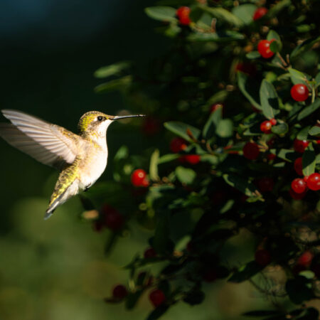 Nature